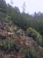 Image of Ben Lomond wallflower