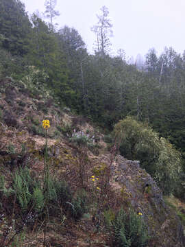 Image of Ben Lomond wallflower