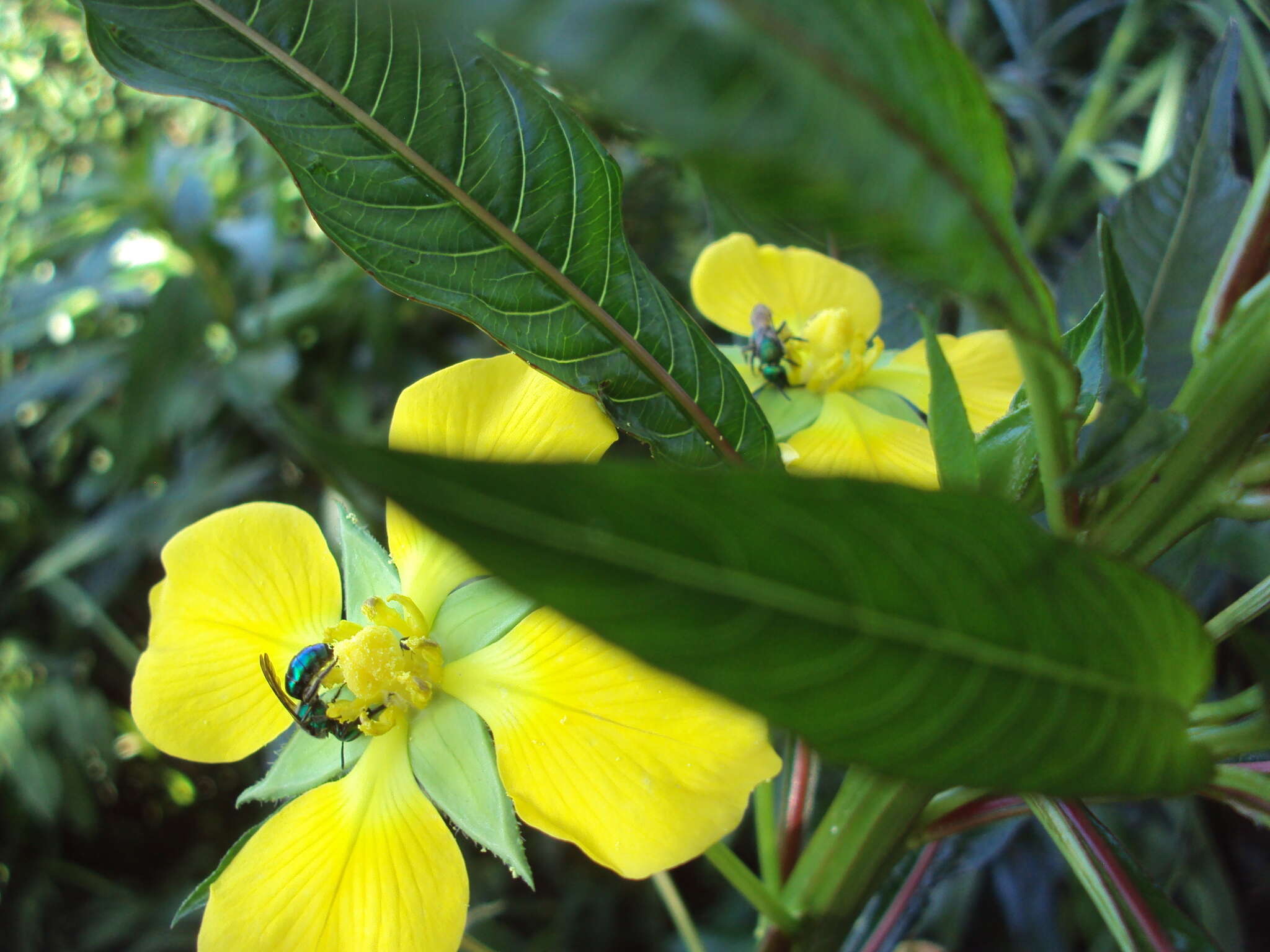 صورة Ludwigia elegans (Cambess.) Hara