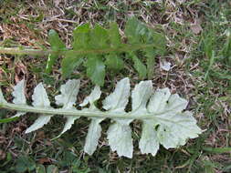 Image of Capeweed