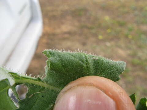 Image of Capeweed