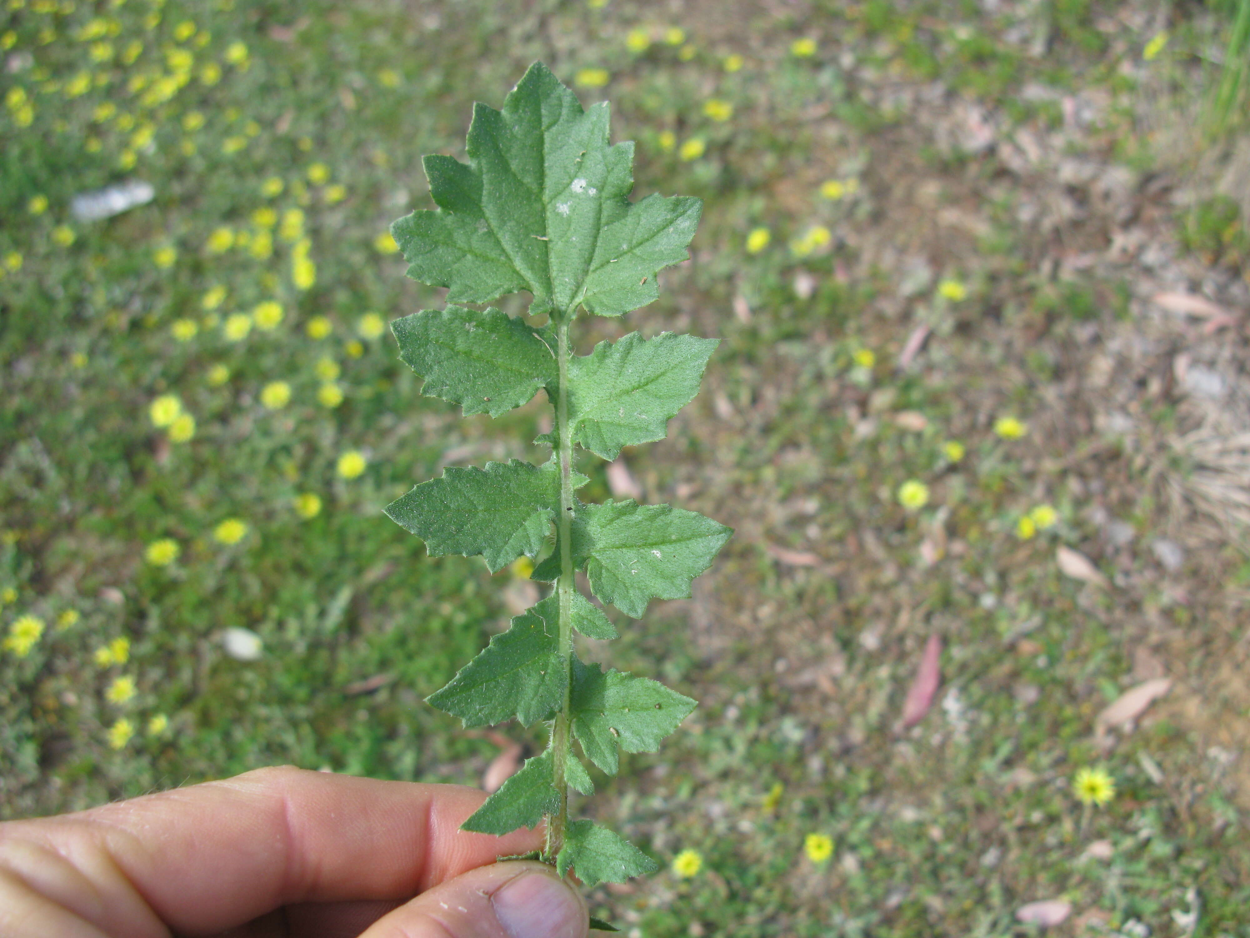 Image of Capeweed