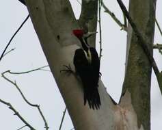 Image of Crimson-crested Woodpecker