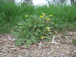 Image of Capeweed