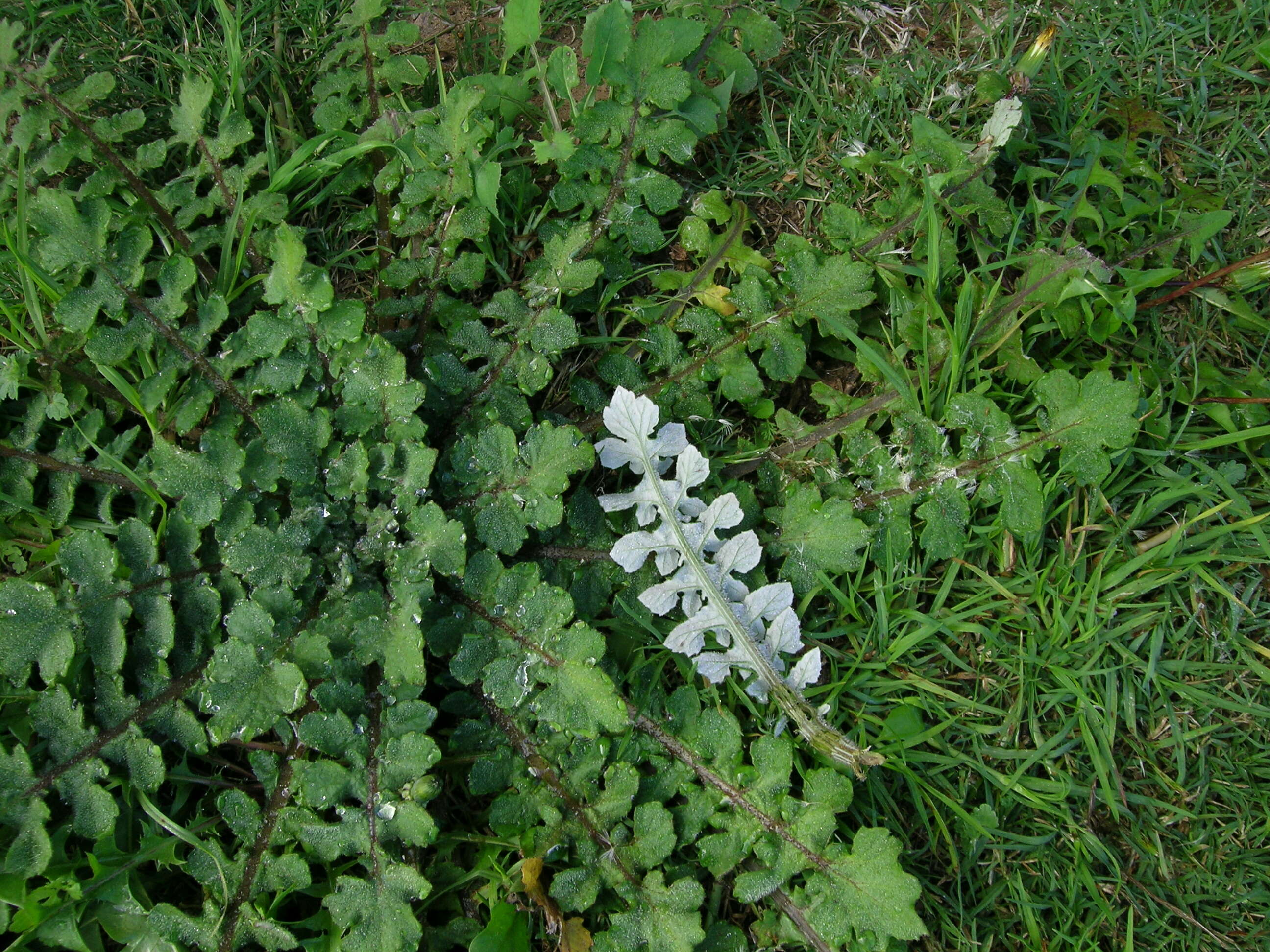 Image of Capeweed