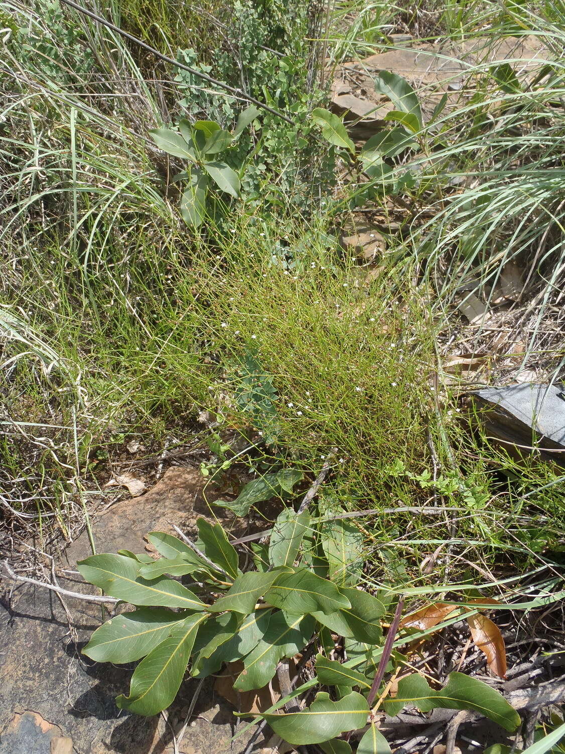 Image of Oldenlandia herbacea (L.) Roxb.