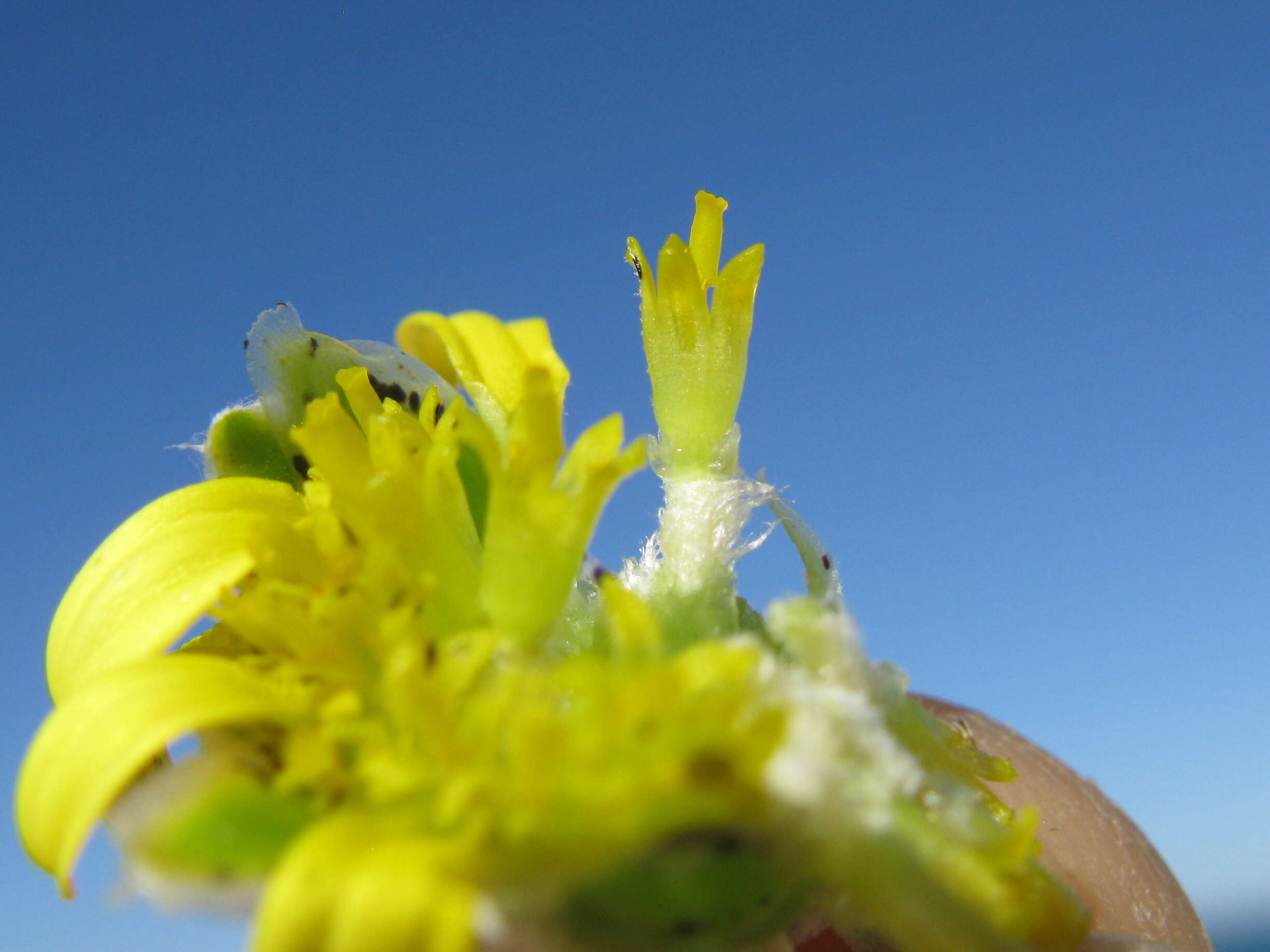 Image of Arctotheca populifolia (Berg.) T. Norl.