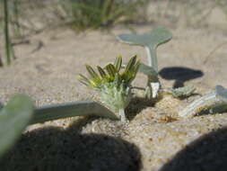 Image of Arctotheca populifolia (Berg.) T. Norl.