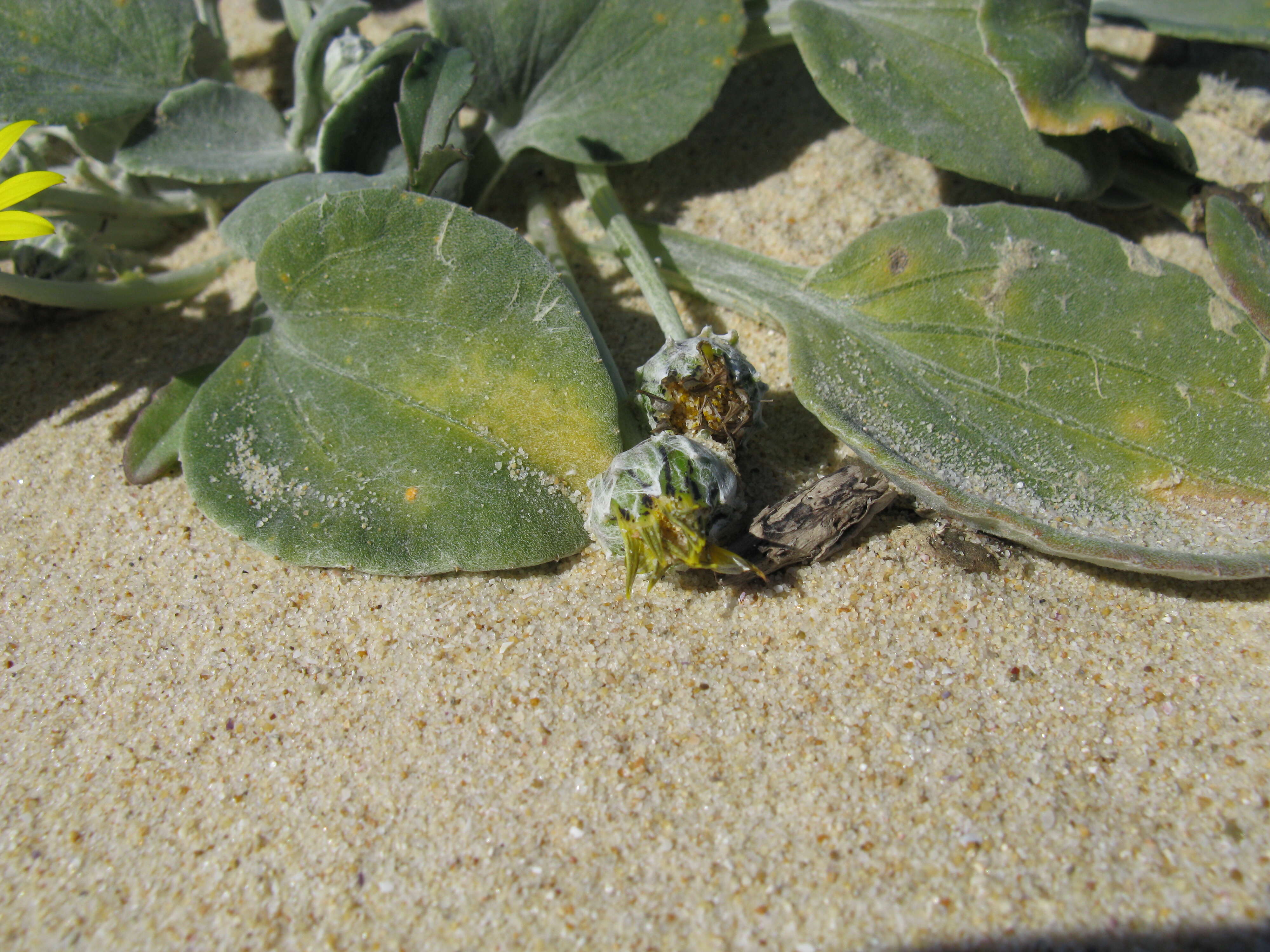 Слика од Arctotheca populifolia (Berg.) T. Norl.