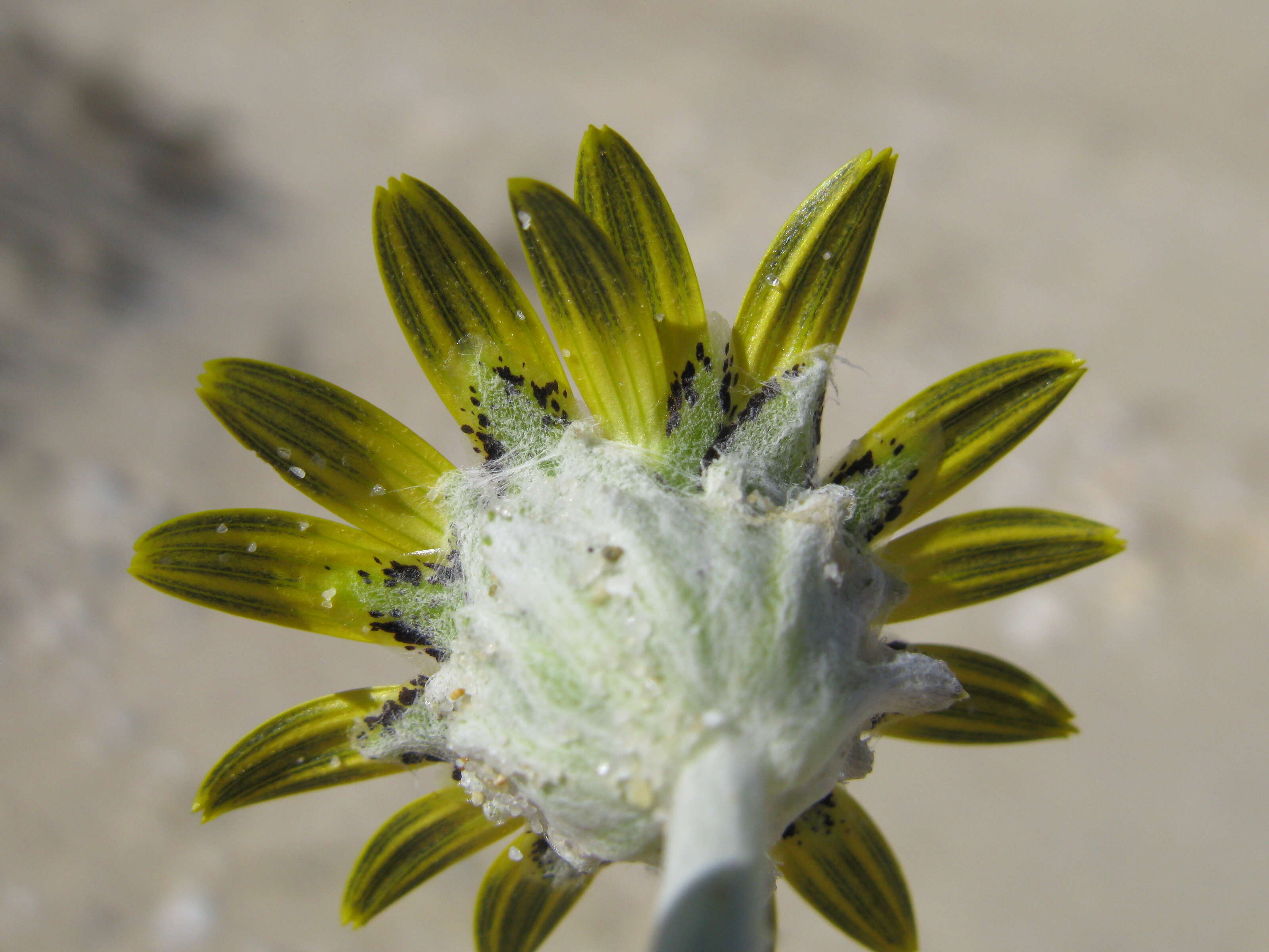 Image of Arctotheca populifolia (Berg.) T. Norl.