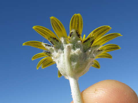 Image of Arctotheca populifolia (Berg.) T. Norl.