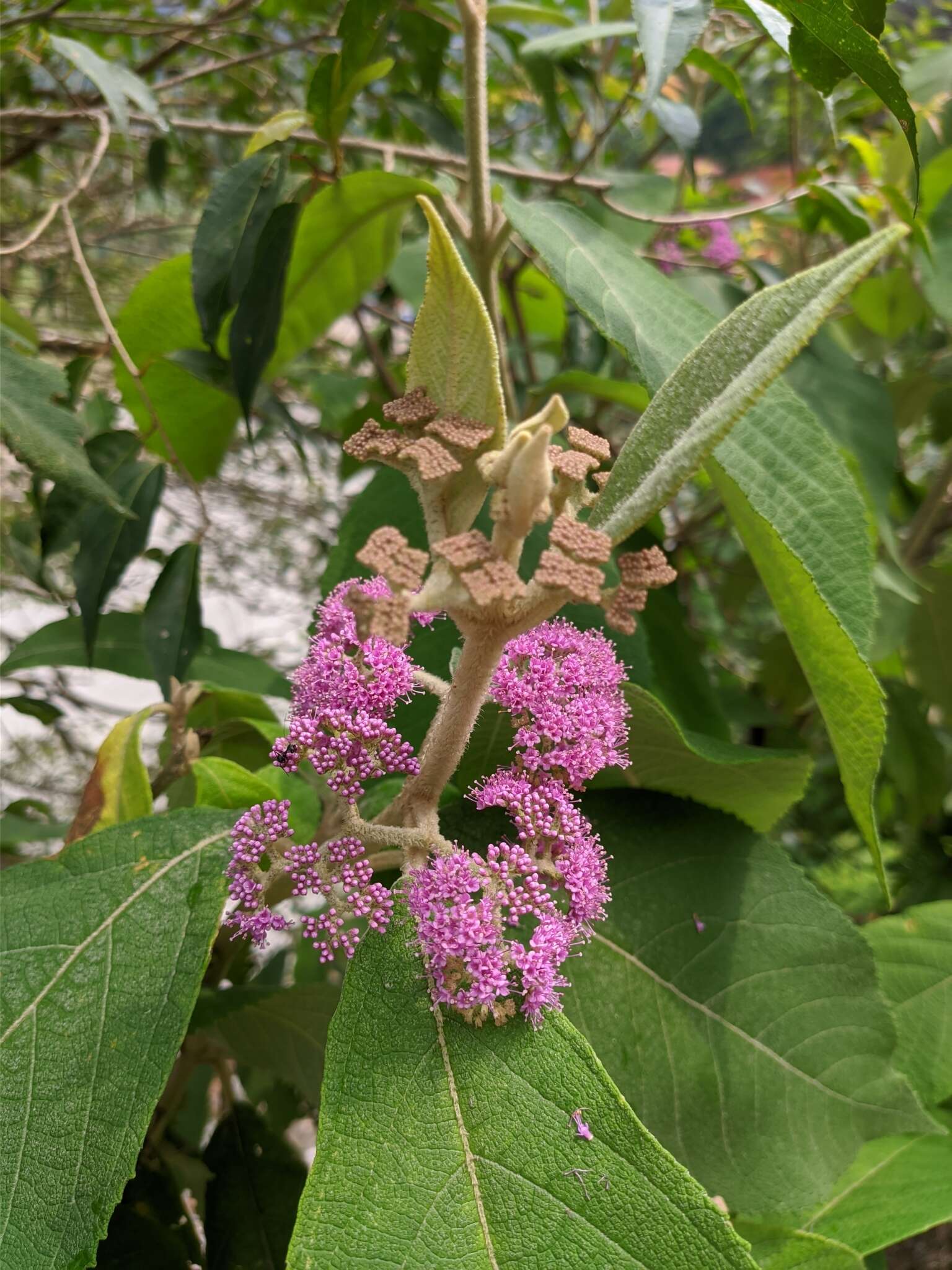 Image of Callicarpa macrophylla Vahl