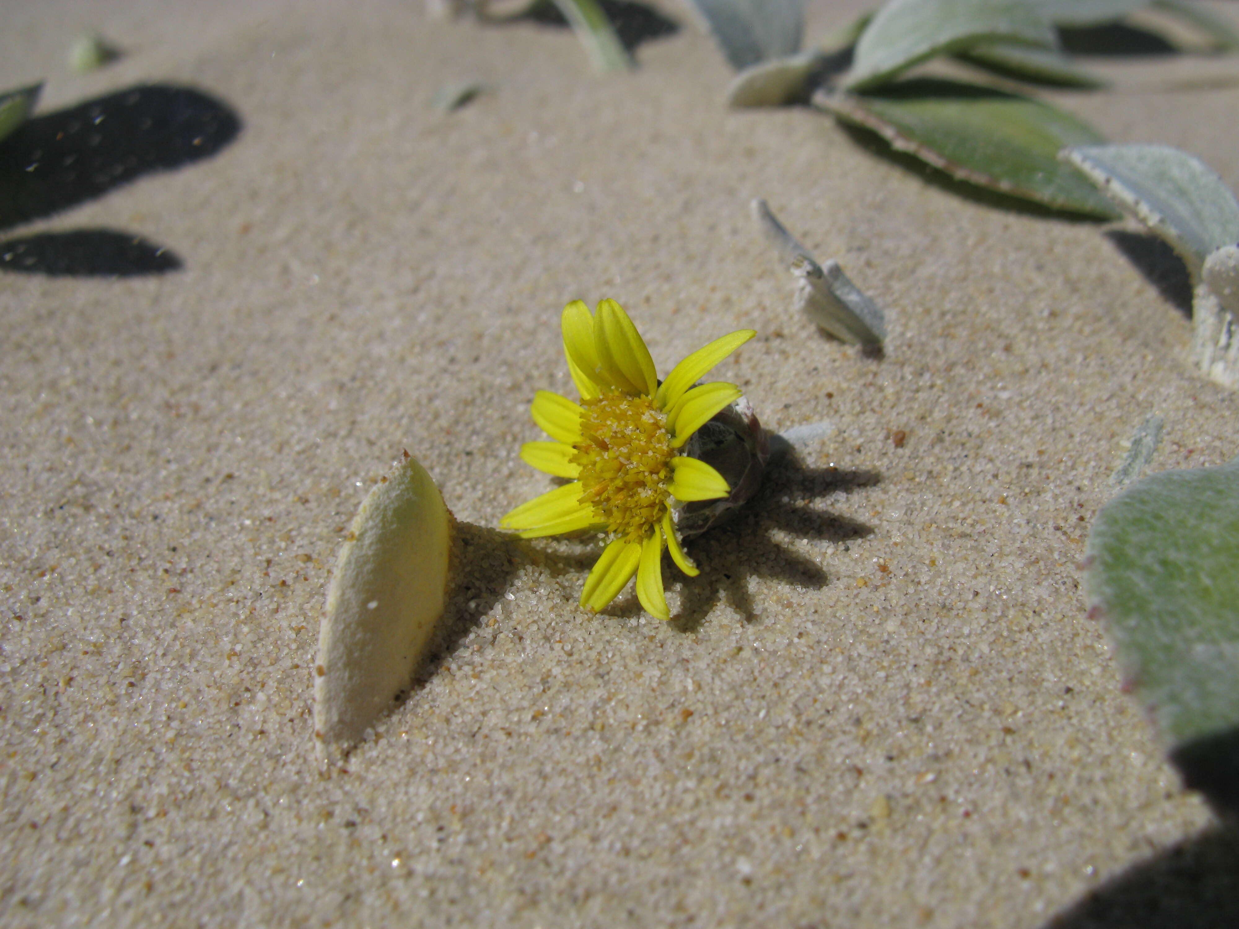 Image of Arctotheca populifolia (Berg.) T. Norl.