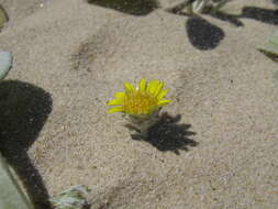 Image of Arctotheca populifolia (Berg.) T. Norl.