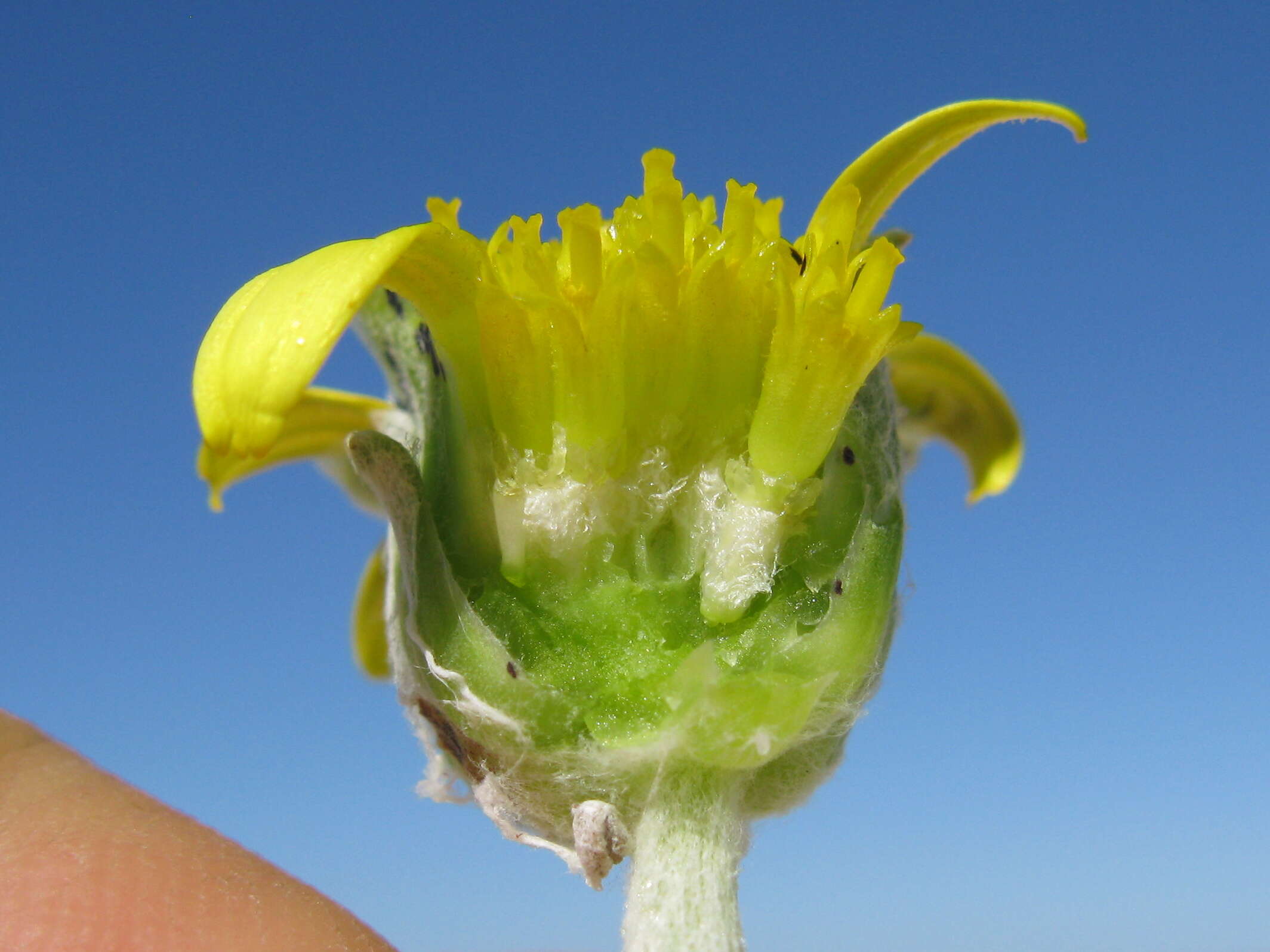 Image of Arctotheca populifolia (Berg.) T. Norl.