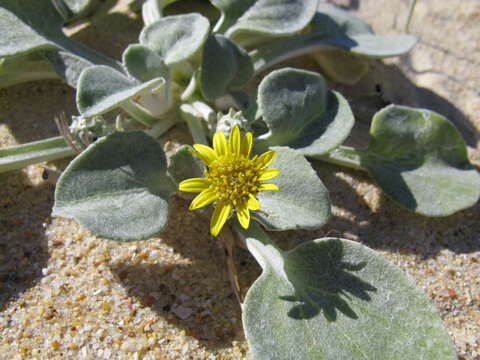 Image of Arctotheca populifolia (Berg.) T. Norl.