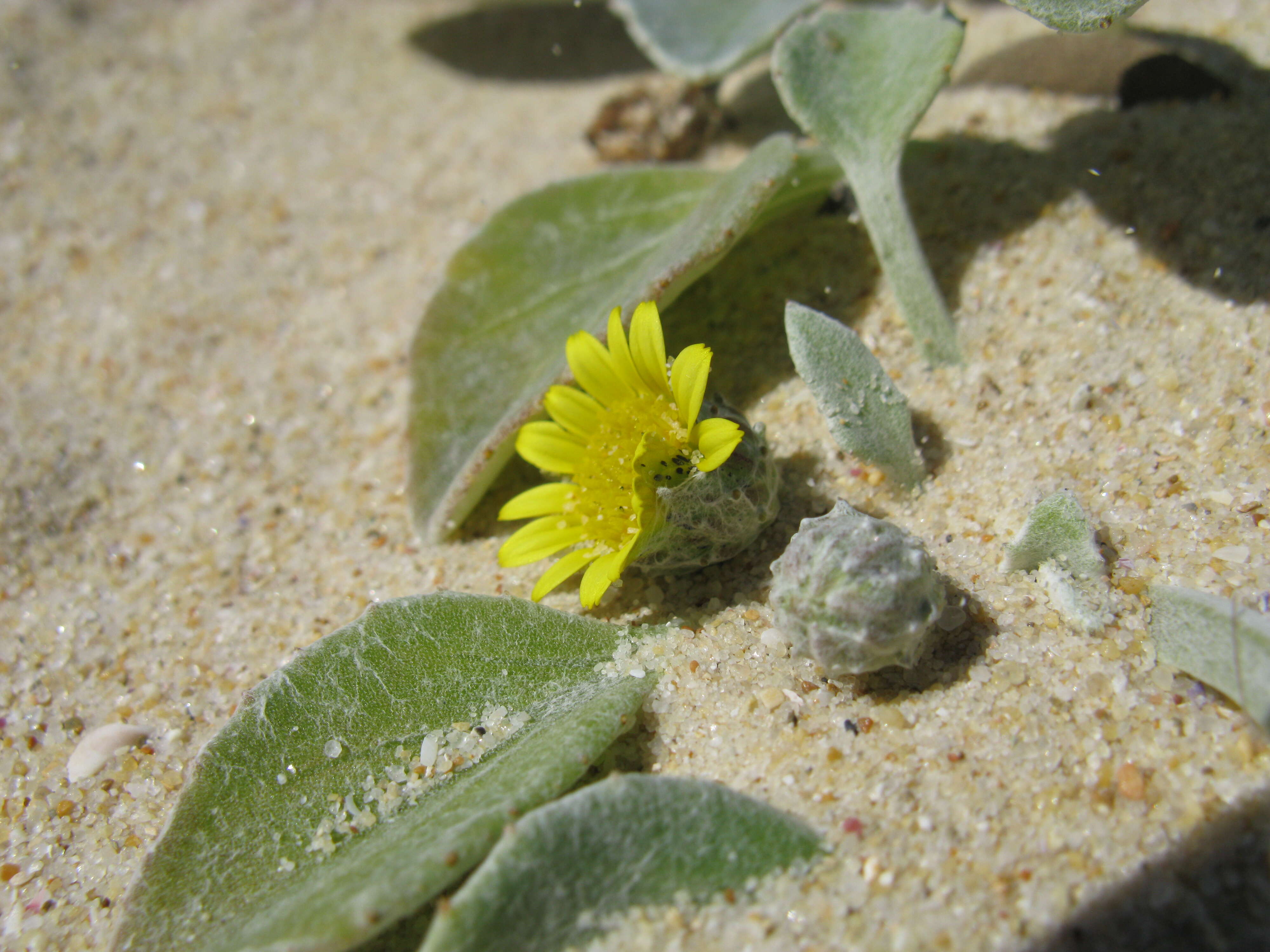 Image of Arctotheca populifolia (Berg.) T. Norl.