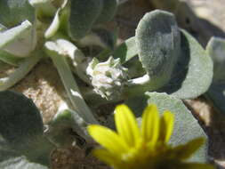 Image of Arctotheca populifolia (Berg.) T. Norl.