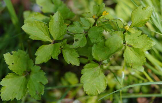 Imagem de Ranunculus silerifolius H. Lév.