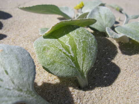 Image of Arctotheca populifolia (Berg.) T. Norl.