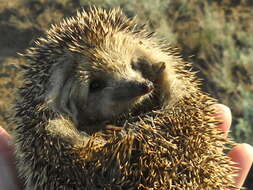 Image of Steppe Hedgehogs