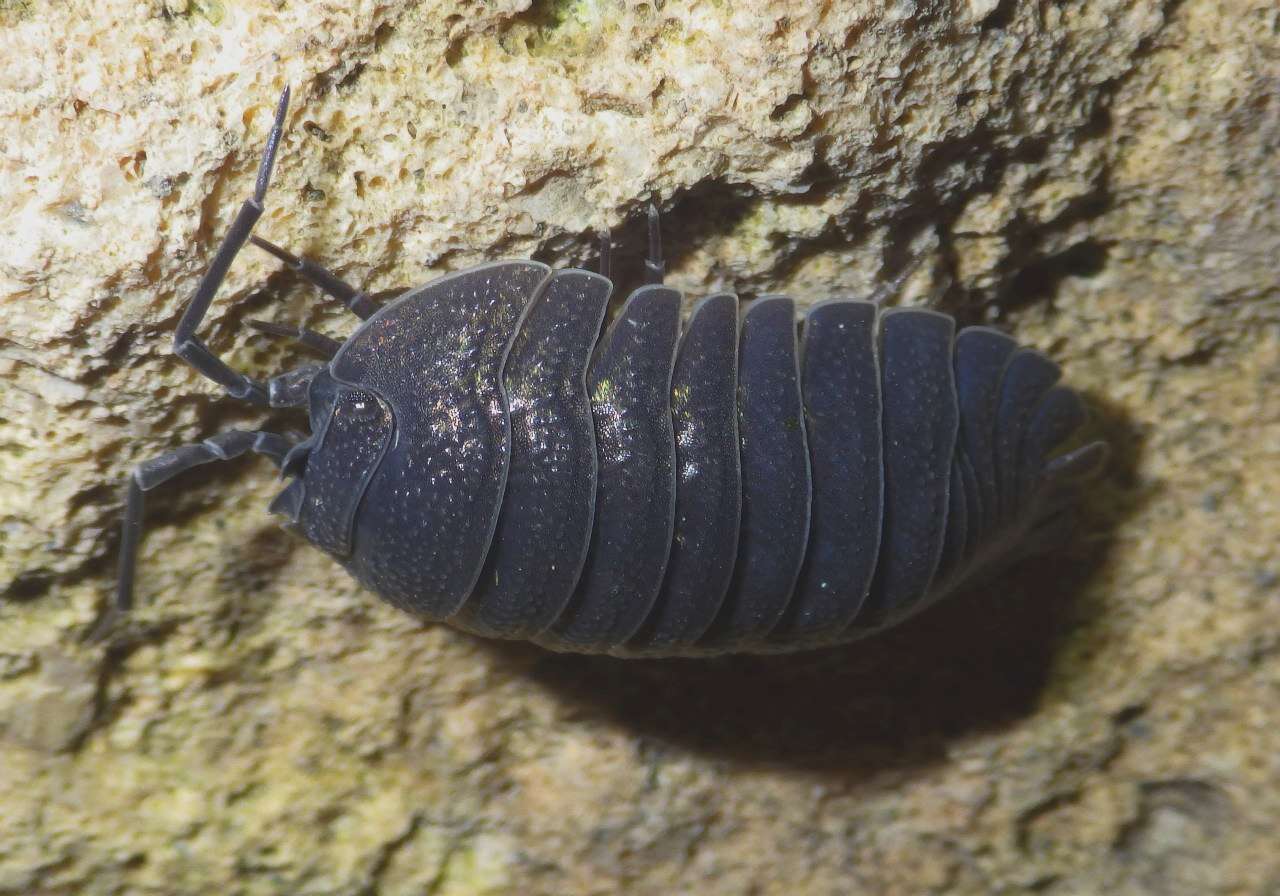 Image of Armadillidium pallasii Brandt 1833