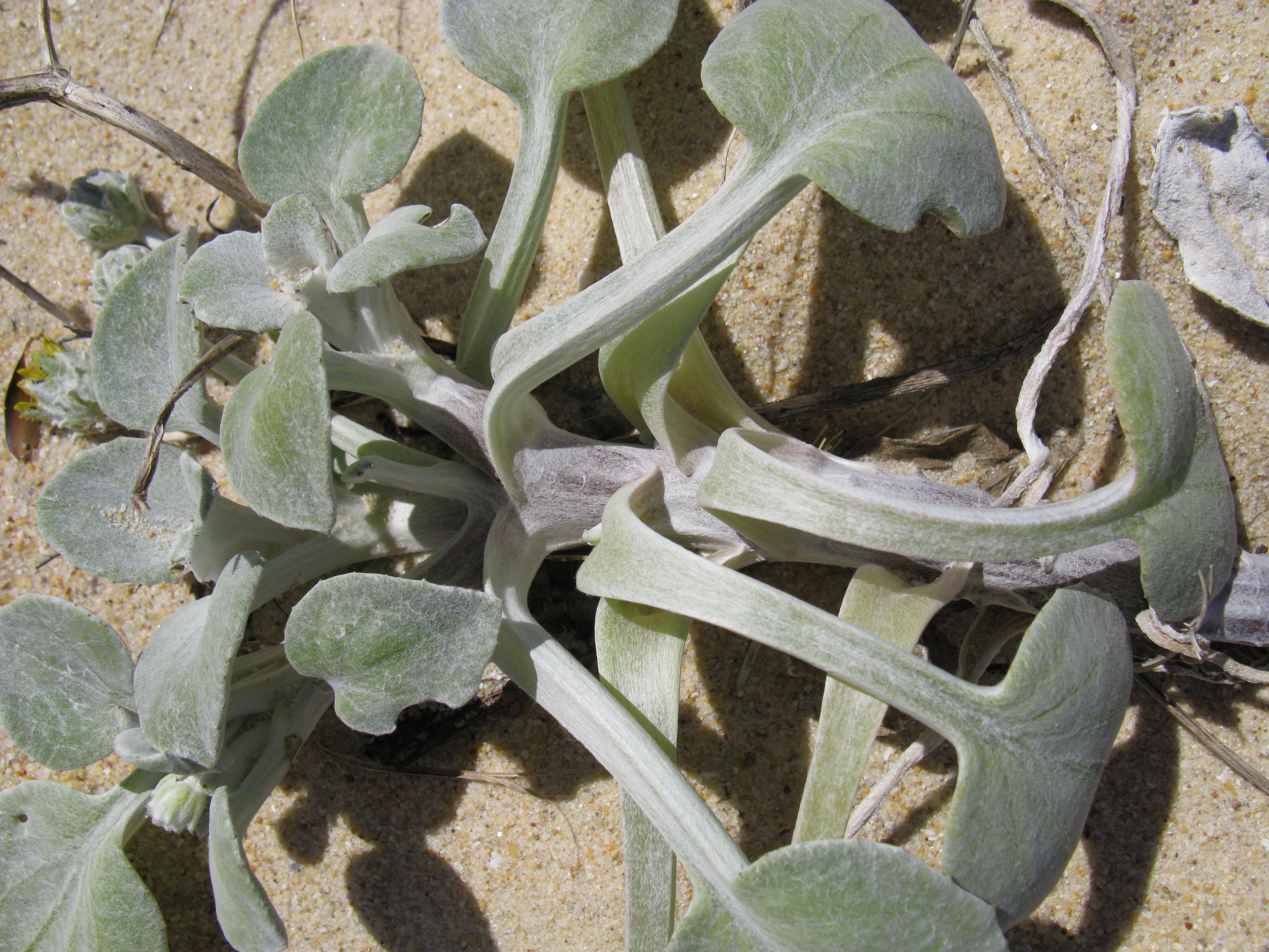 Image of Arctotheca populifolia (Berg.) T. Norl.