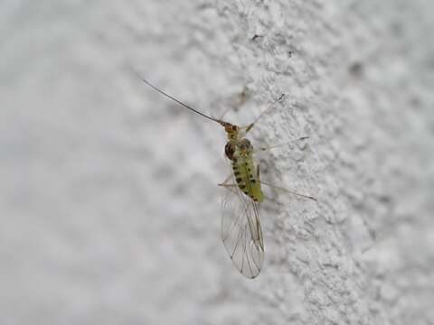 Image of Common sycamore aphid