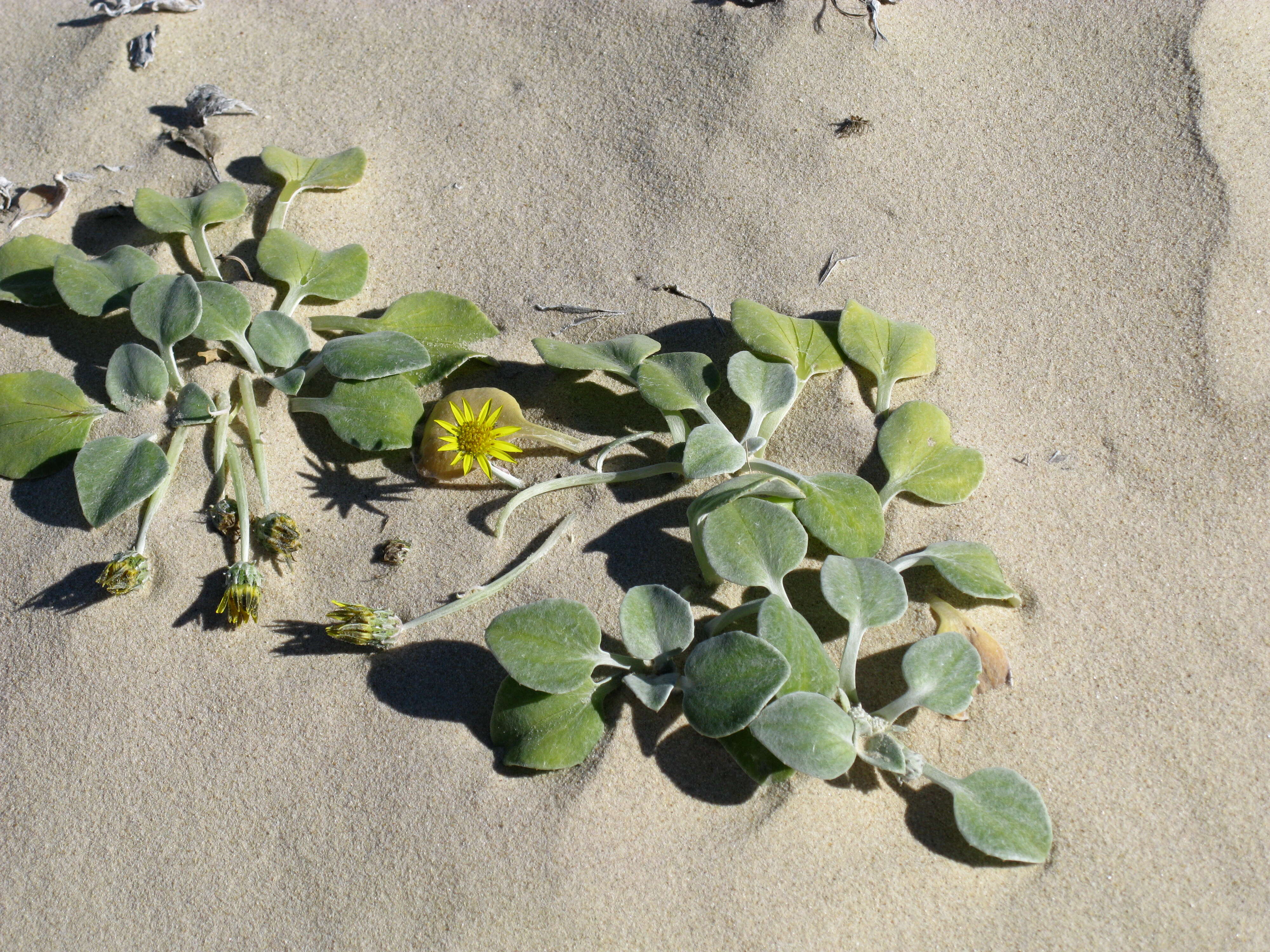 Image of Arctotheca populifolia (Berg.) T. Norl.