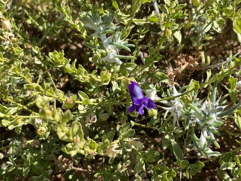 Imagem de Eremophila macdonellii F. Muell.