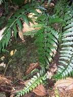 Imagem de Asplenium lobulatum Mett.