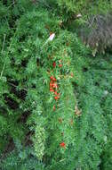 Image of Cwebe asparagus fern