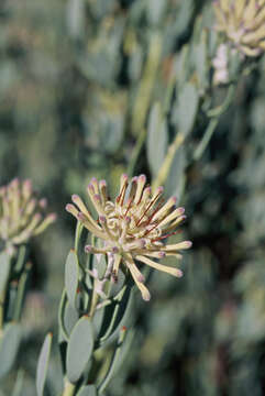 Image of Vexatorella alpina (Salisb. ex Knight) J. P. Rourke