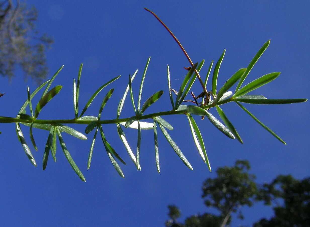 Image of Cwebe asparagus fern