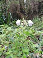 Image of Jovellana violacea (Cav.) G. Don