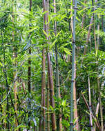 Слика од Phyllostachys nigra (Lodd. ex Lindl.) Munro