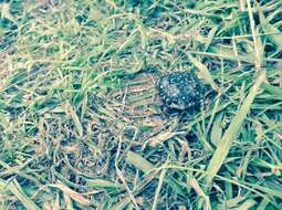 Image of Guinea Snout-burrower