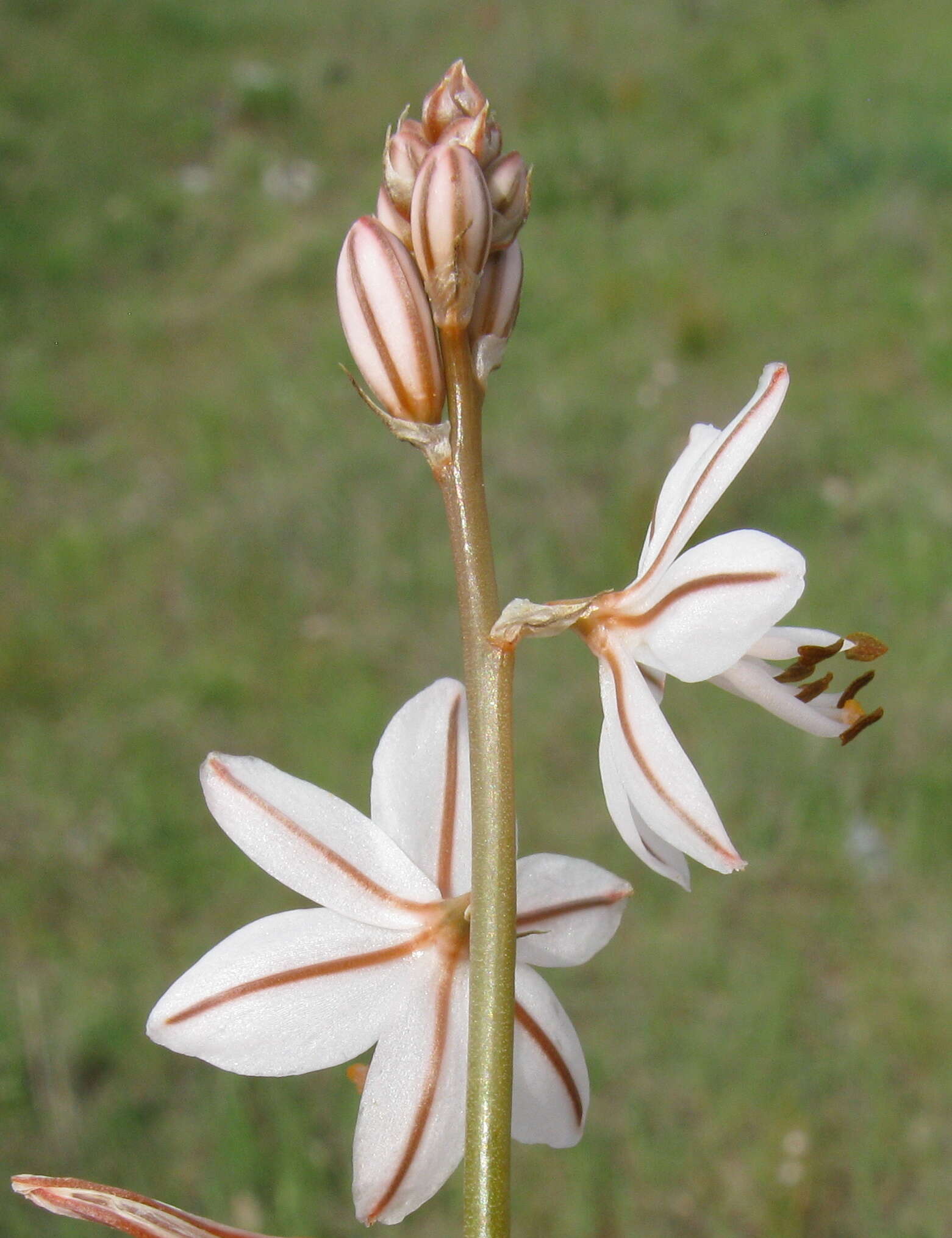 Image of onionweed