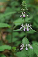 Stachys geobombycis C. Y. Wu resmi