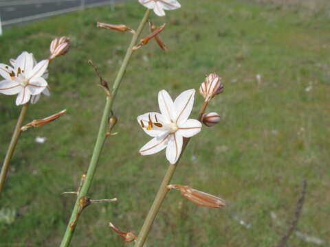 Image of onionweed