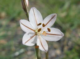 Image of onionweed