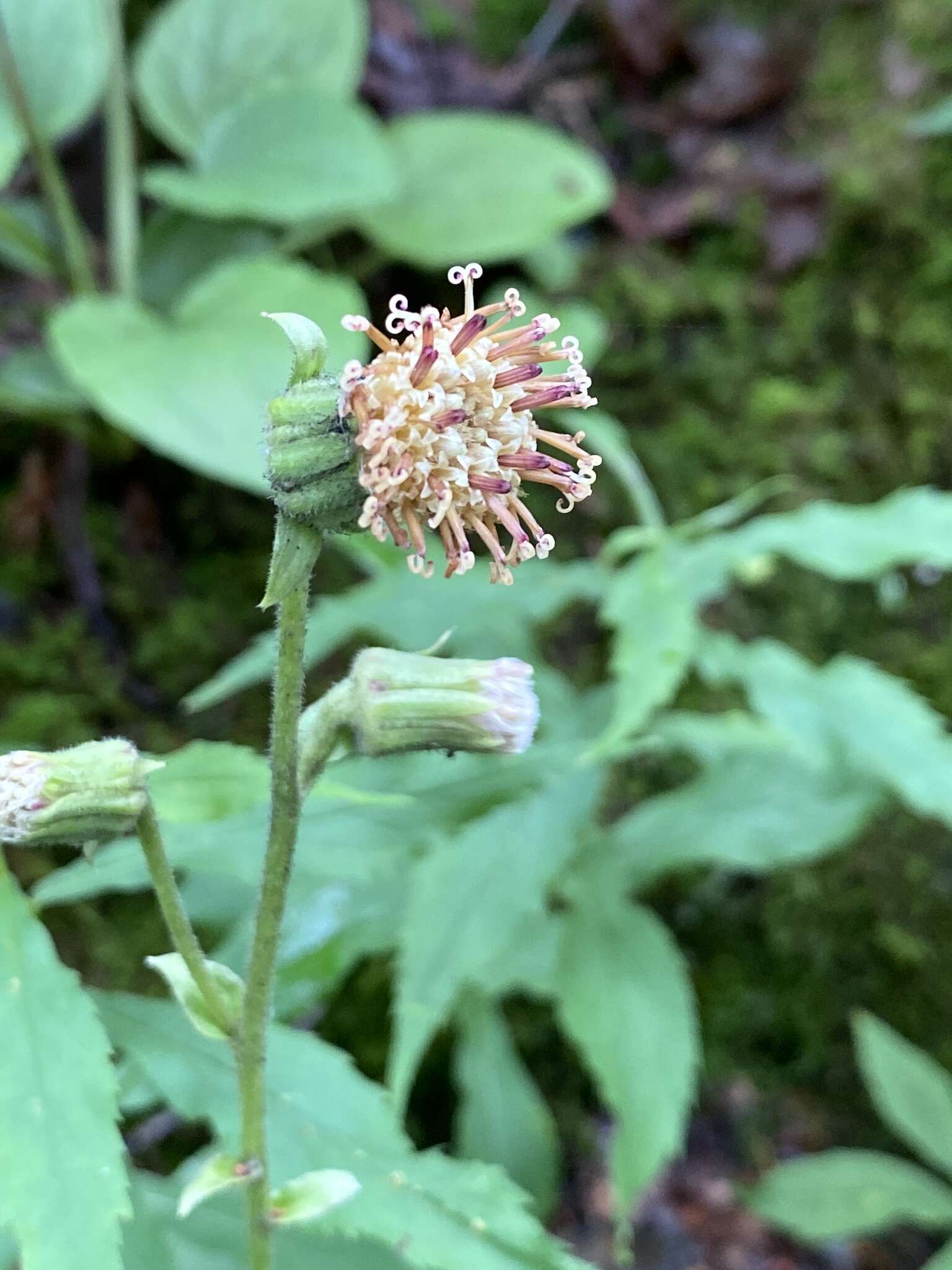 Image of Rugel's Indianplantain