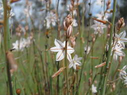 Image of onionweed