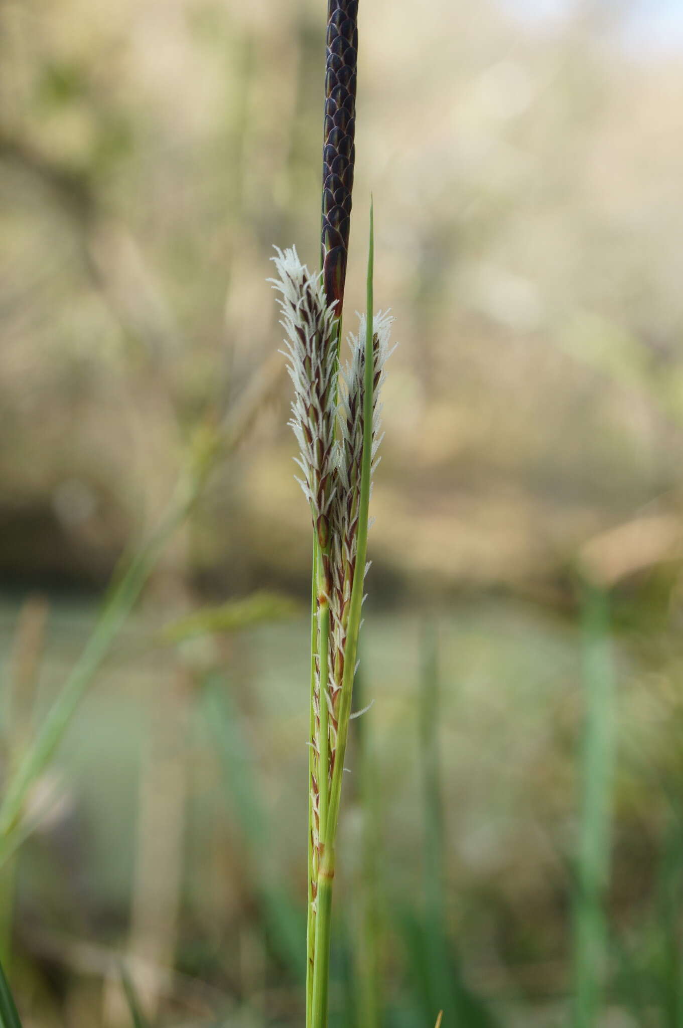 Image of Carex flacca subsp. erythrostachys (Hoppe) Holub