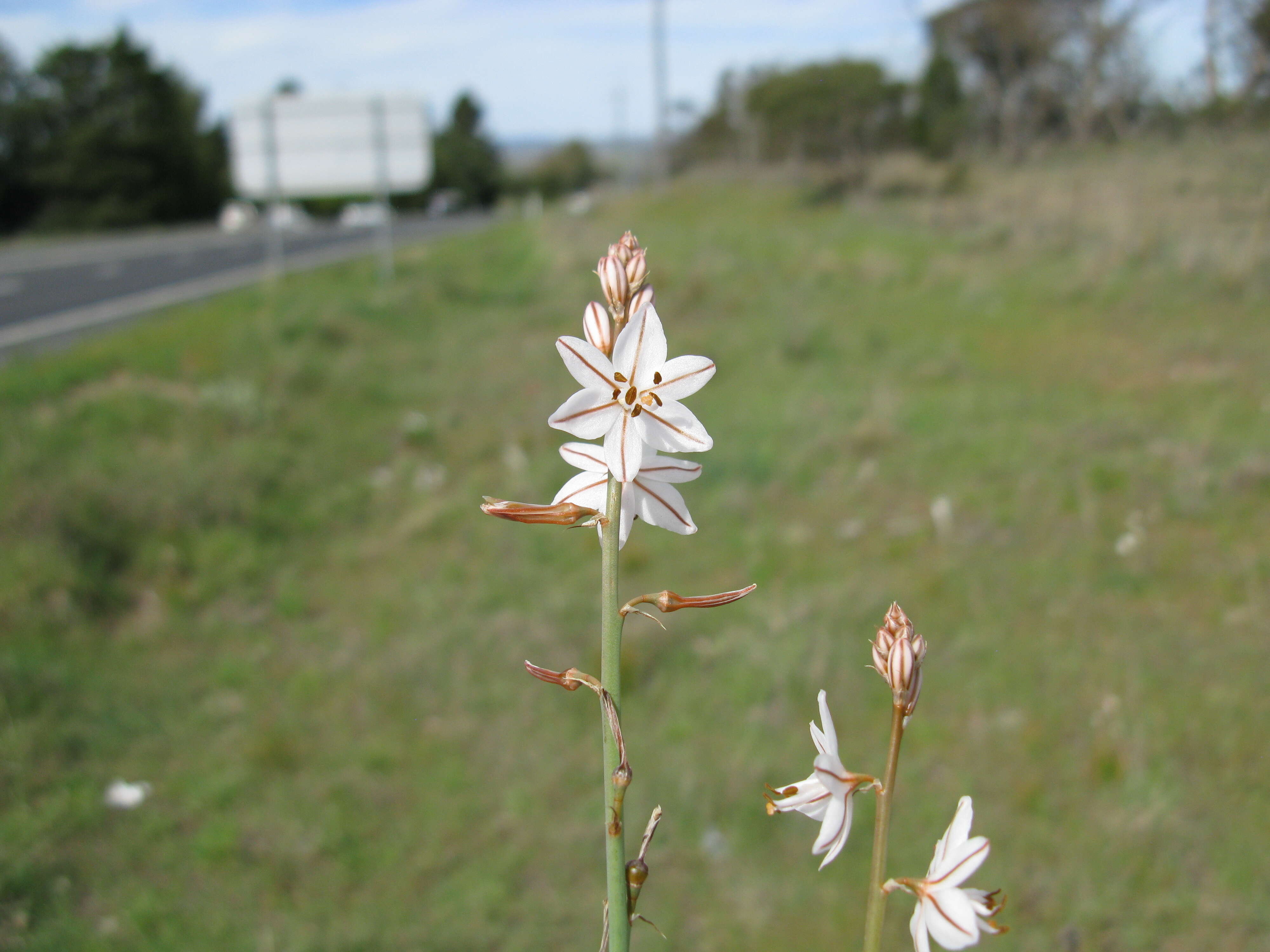 Image of onionweed