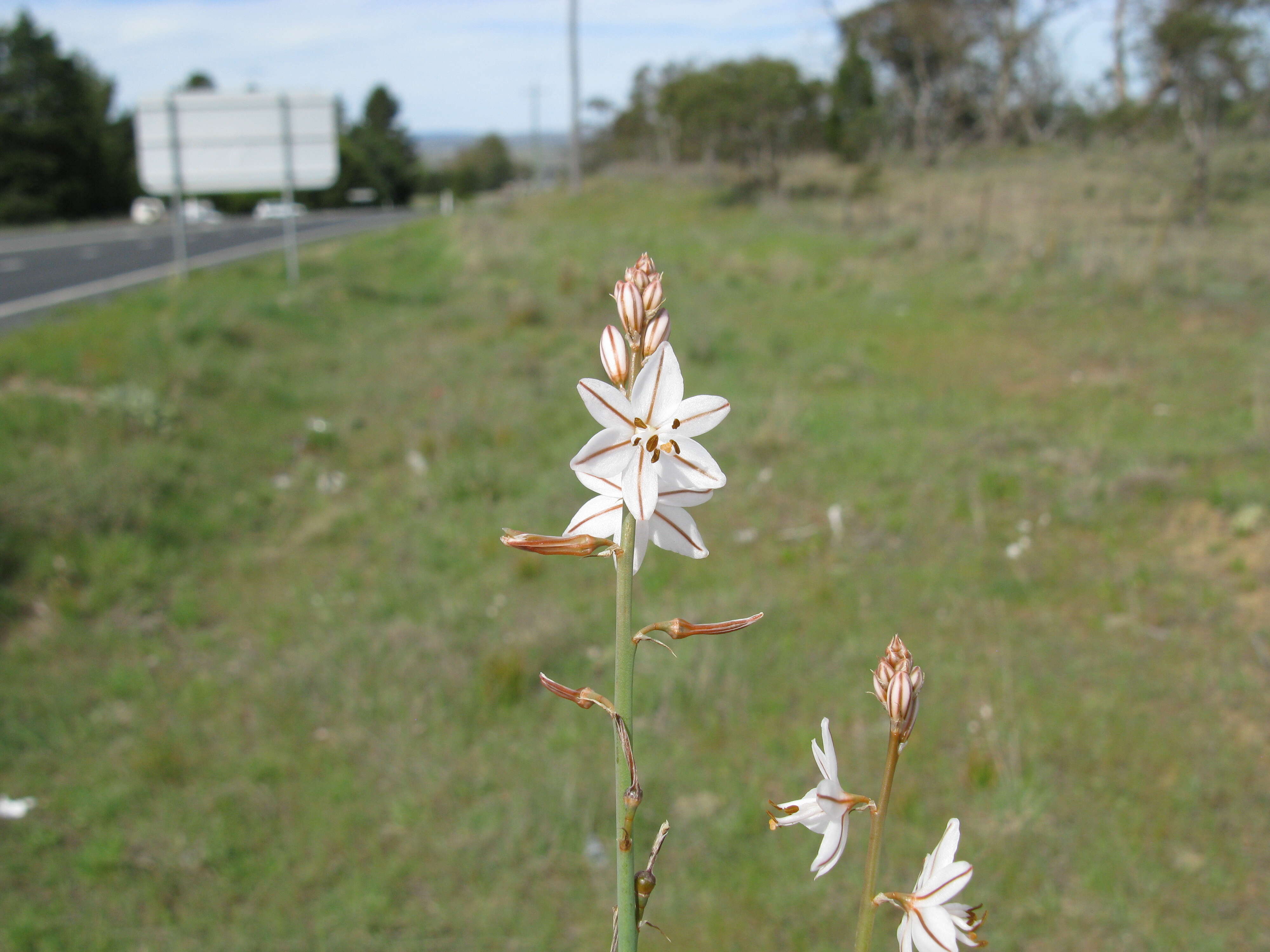 Image of onionweed