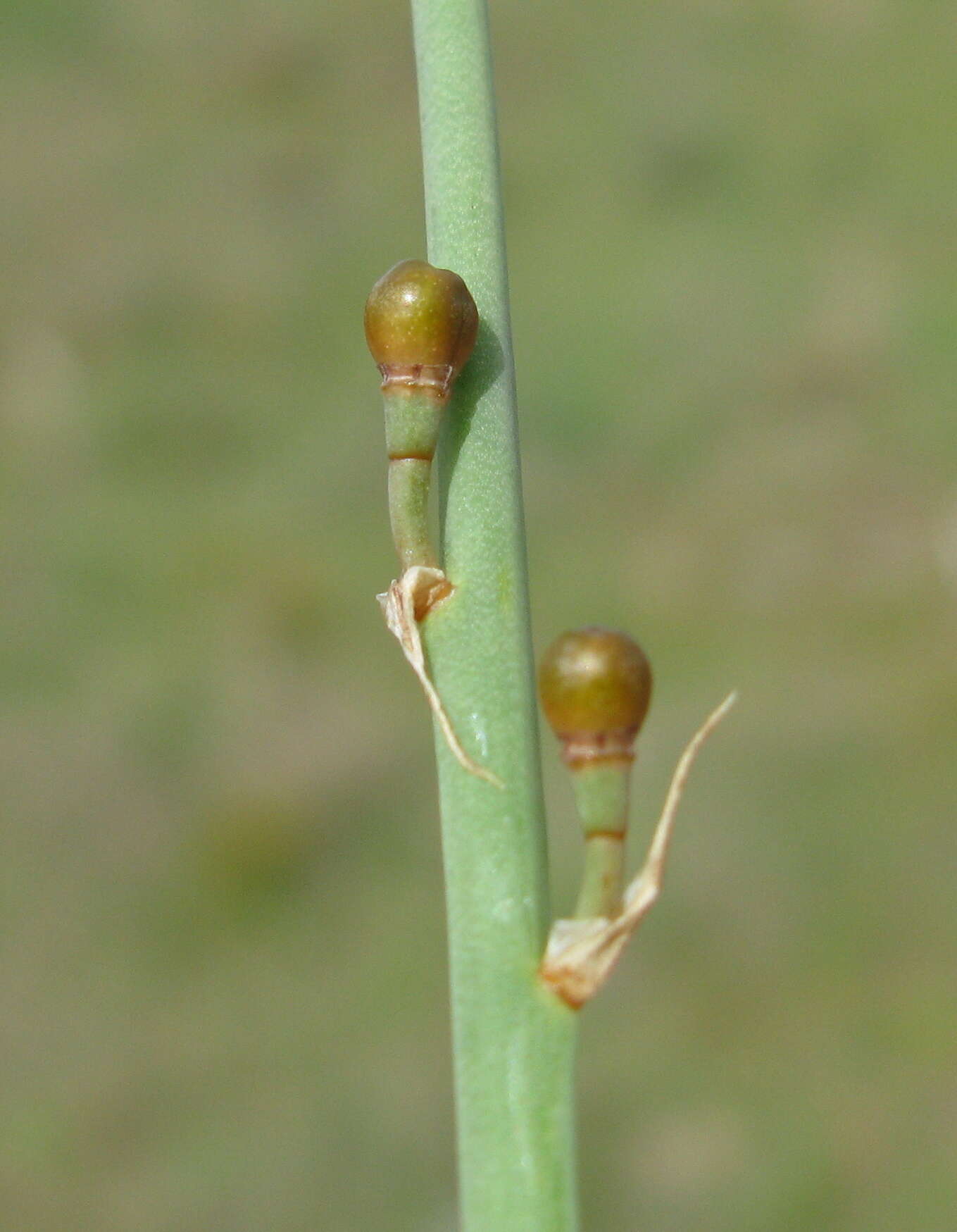 Image of onionweed