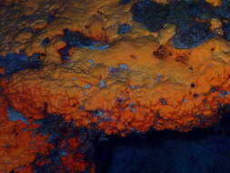 Image of orange elephant ear sponge