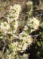 Image of Grevillea pilulifera (Lindl.) Druce