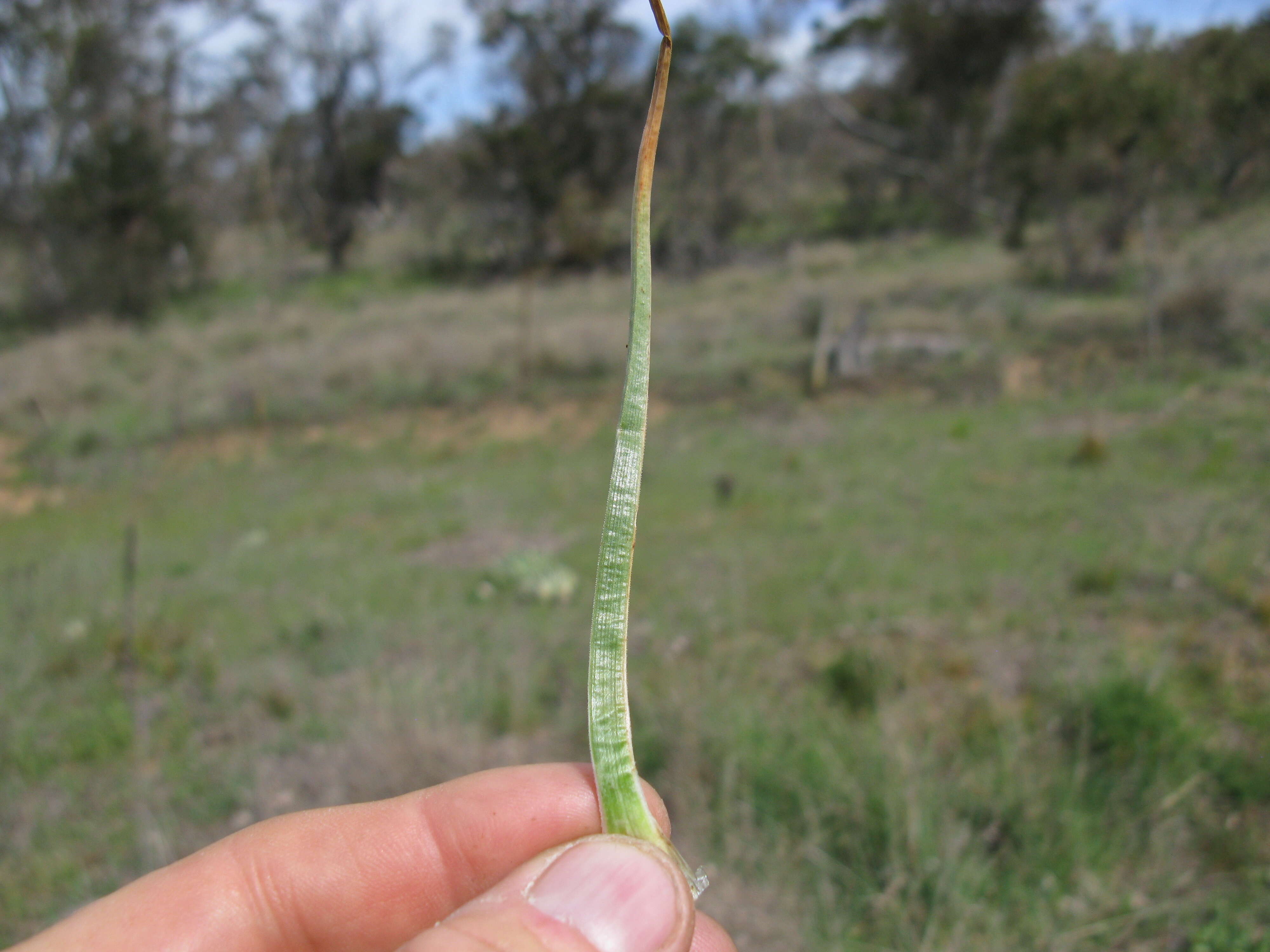 Image of onionweed